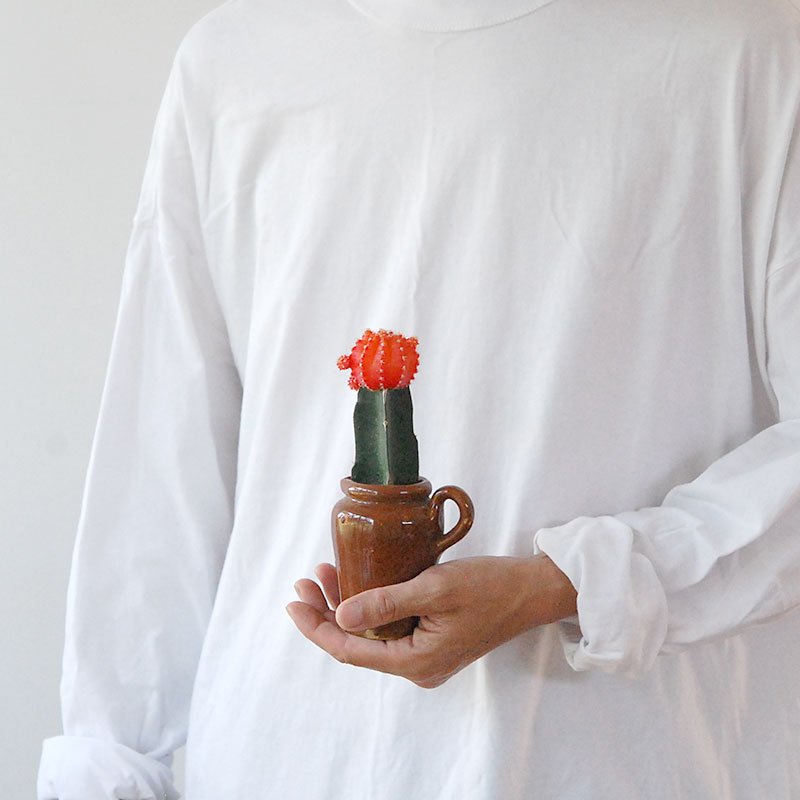 Gymnocalicium 緋牡丹 x antique ブラウンポット