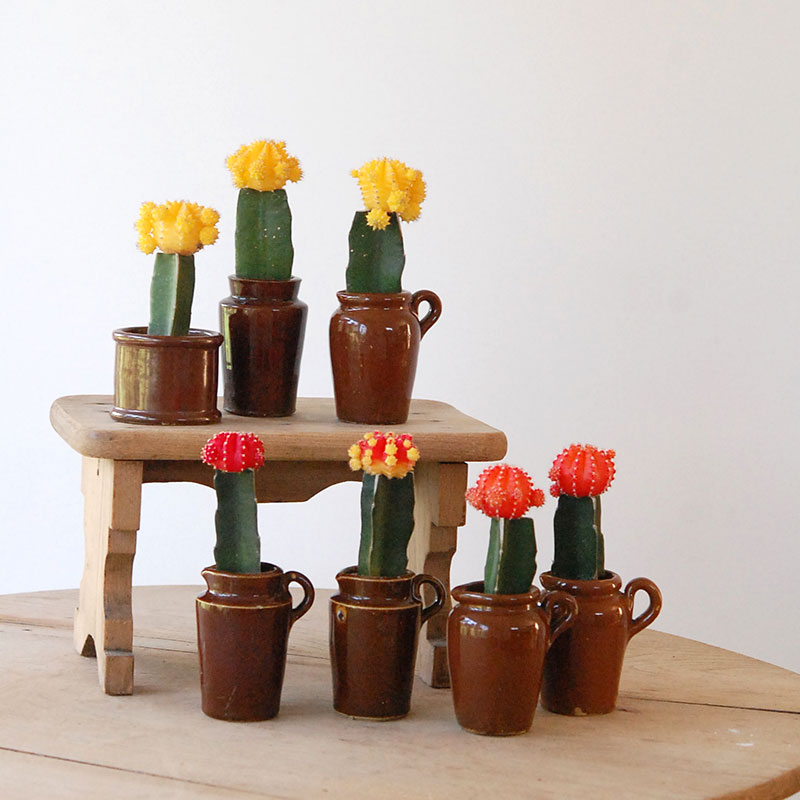 Gymnocalicium 緋牡丹 x antique ブラウンポット