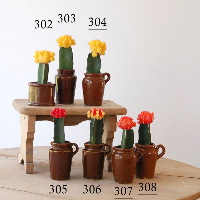 Gymnocalicium 緋牡丹 x antique ブラウンポット