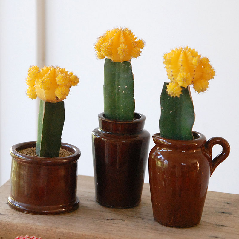 Gymnocalicium 緋牡丹 x antique ブラウンポット