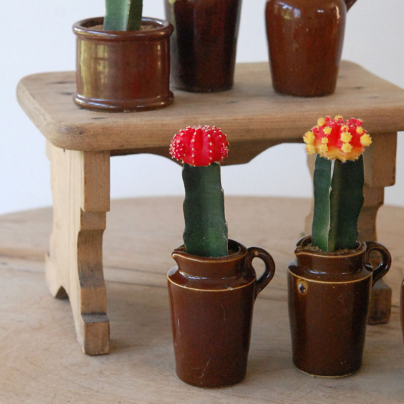 Gymnocalicium 緋牡丹 x antique ブラウンポット