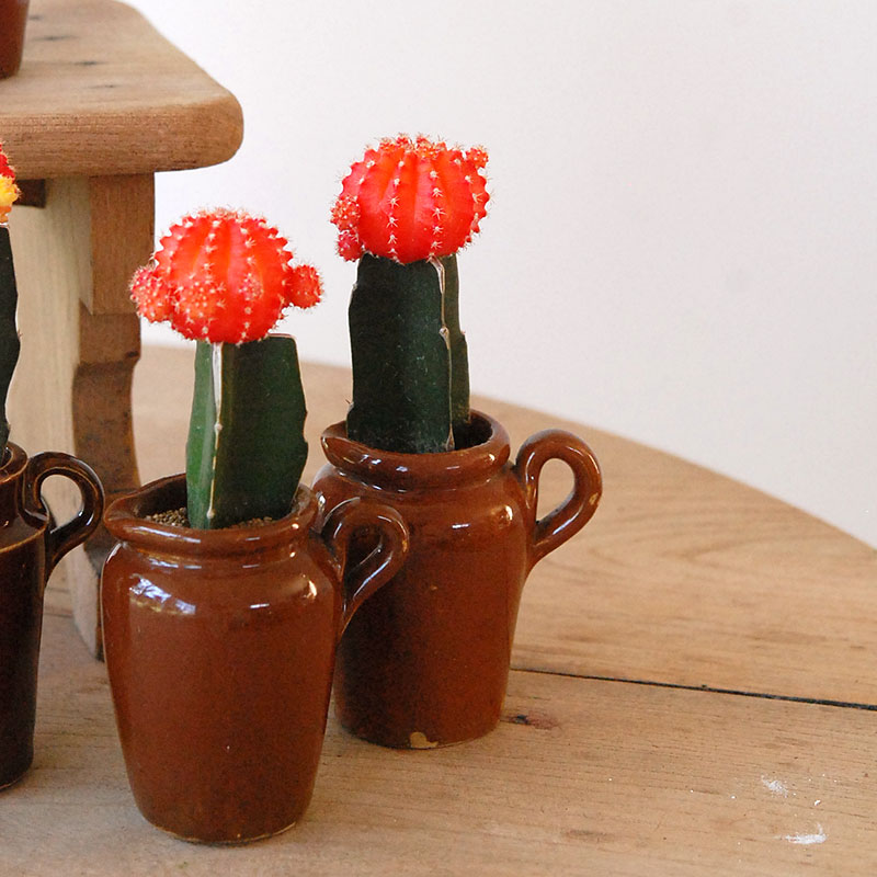 Gymnocalicium 緋牡丹 x antique ブラウンポット