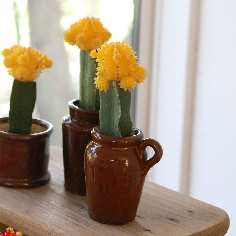 Gymnocalicium 緋牡丹 x antique ブラウンポット