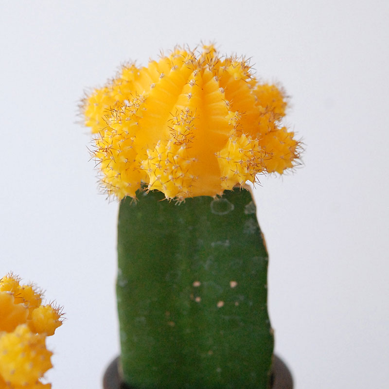 ブラウン　ラヴィエ セピア　ボタニカル　ジャポニズム　　フランス　アンティーク ブラウン ラヴィエ セピア ボタニカル ジャポニズム フランス