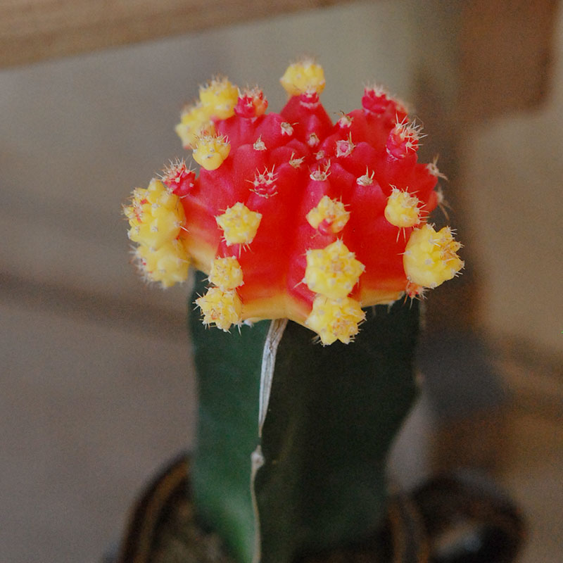 Gymnocalicium 緋牡丹 x antique ブラウンポット