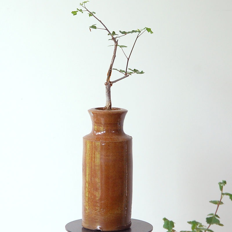 Commiphora x antique イギリスジャー
