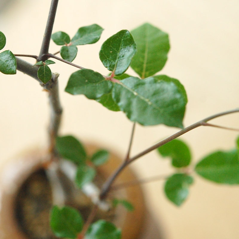 Commiphora x antique イギリスジャー