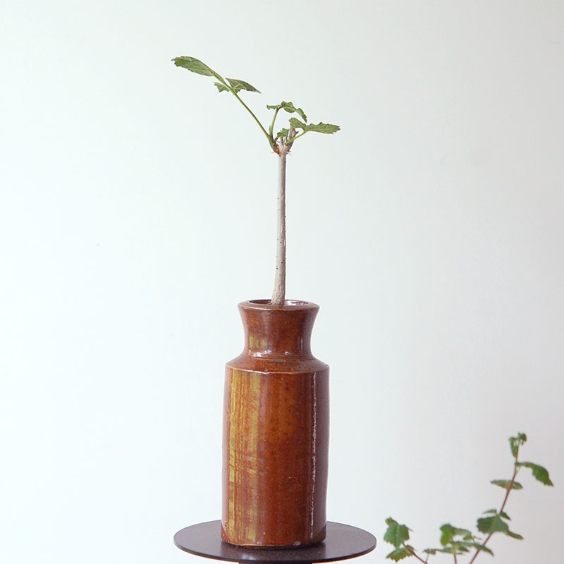 Commiphora x antique イギリスジャー