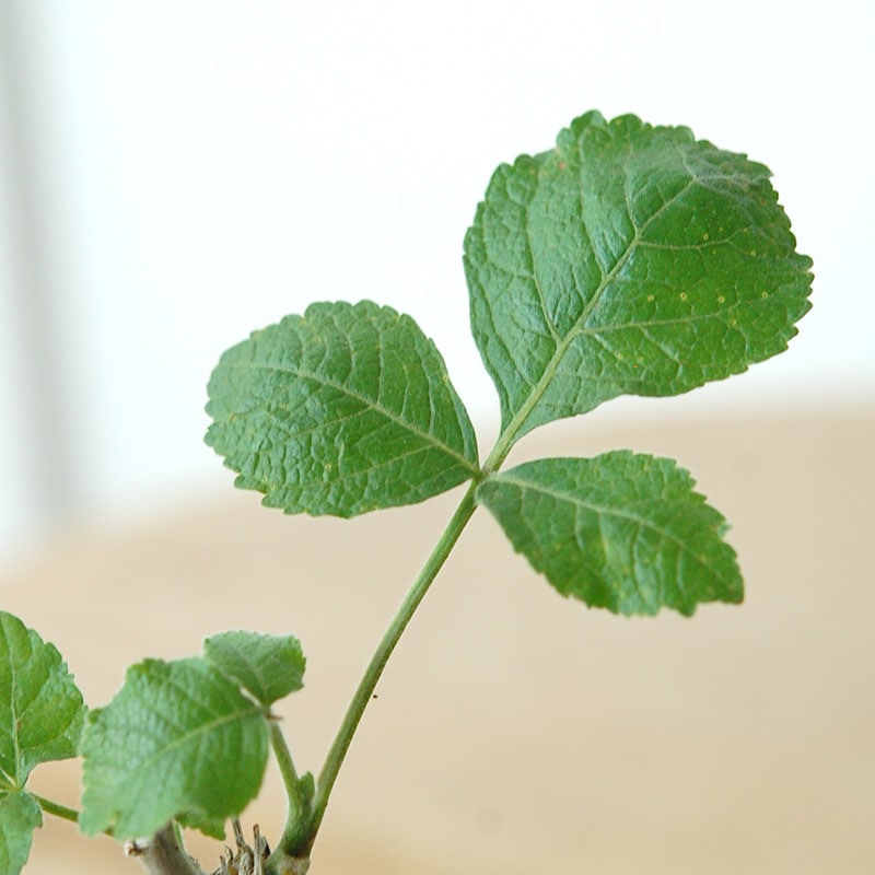 Commiphora x antique イギリスジャー