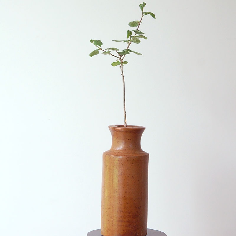 Commiphora x antique イギリスジャー