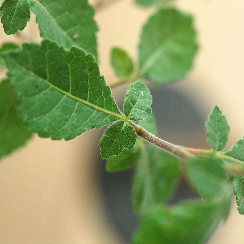 Commiphora x antique イギリスジャー