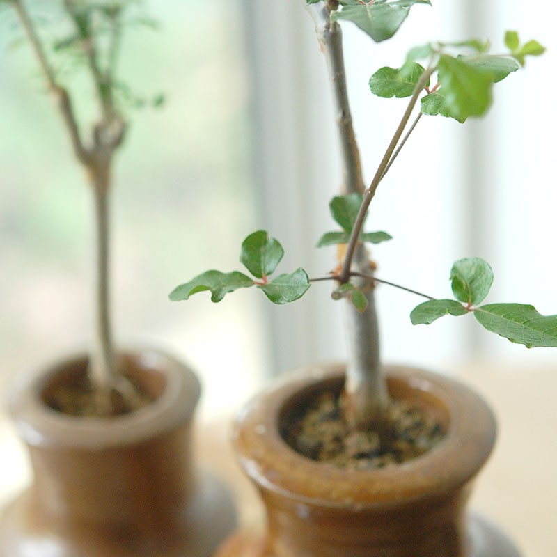 Commiphora x antique イギリスジャー