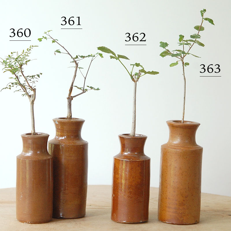 Commiphora x antique イギリスジャー
