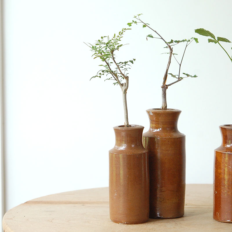 Commiphora x antique イギリスジャー