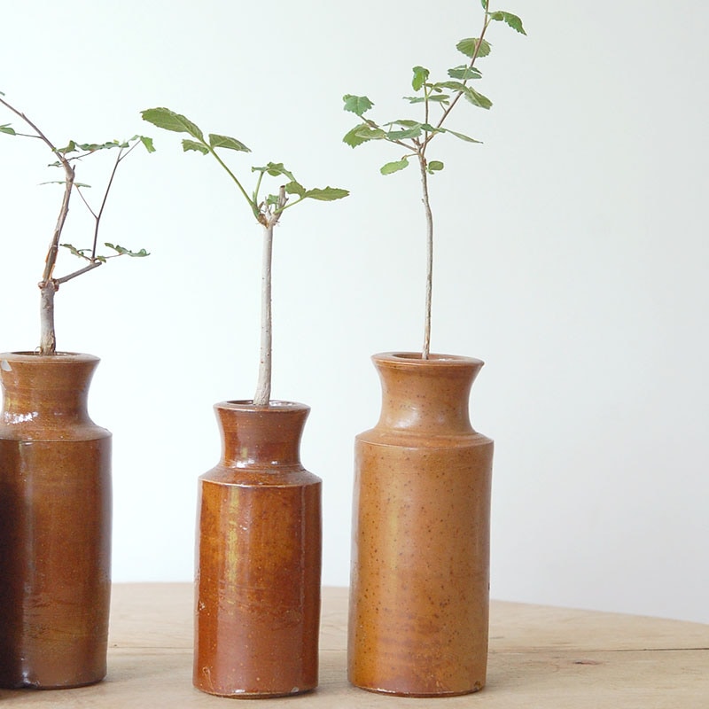 Commiphora x antique イギリスジャー