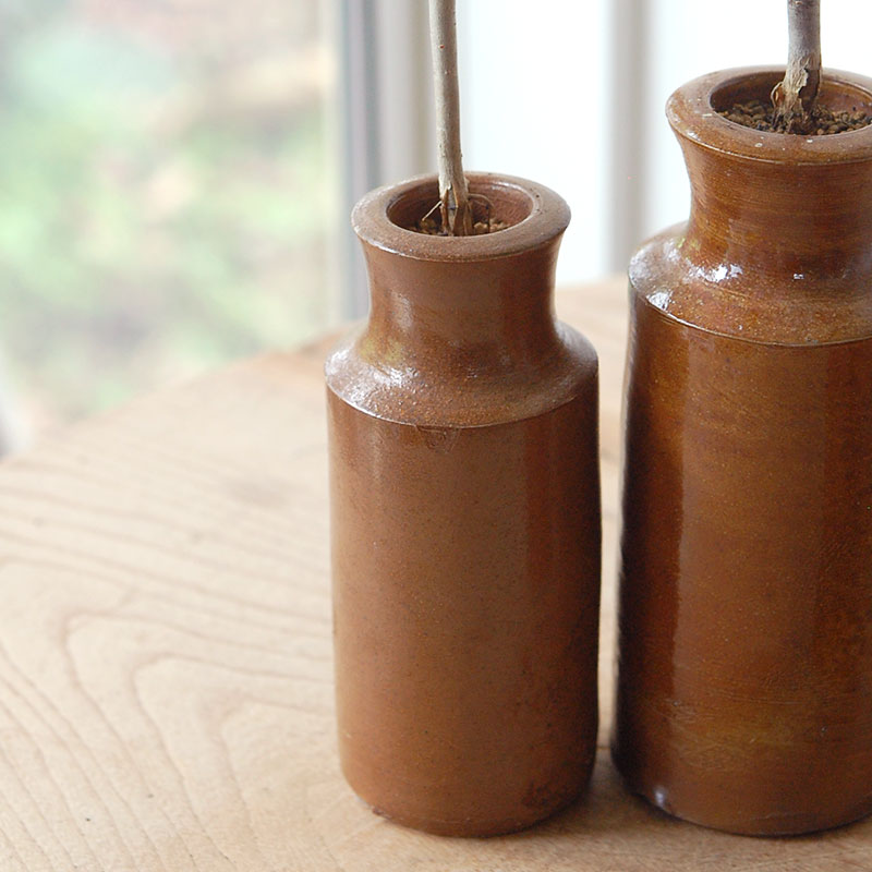 Commiphora x antique イギリスジャー