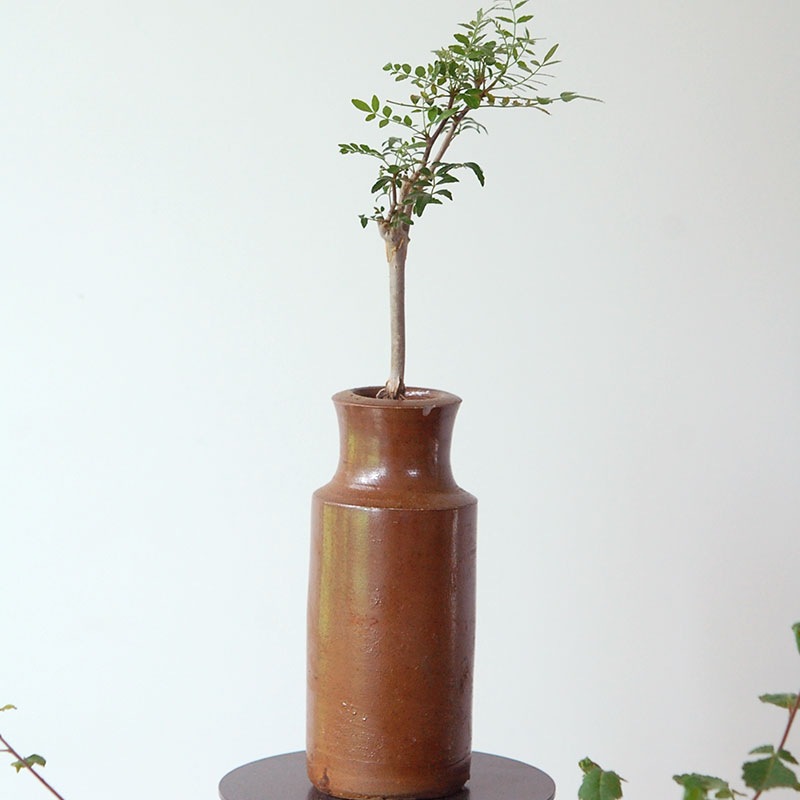 Commiphora x antique イギリスジャー