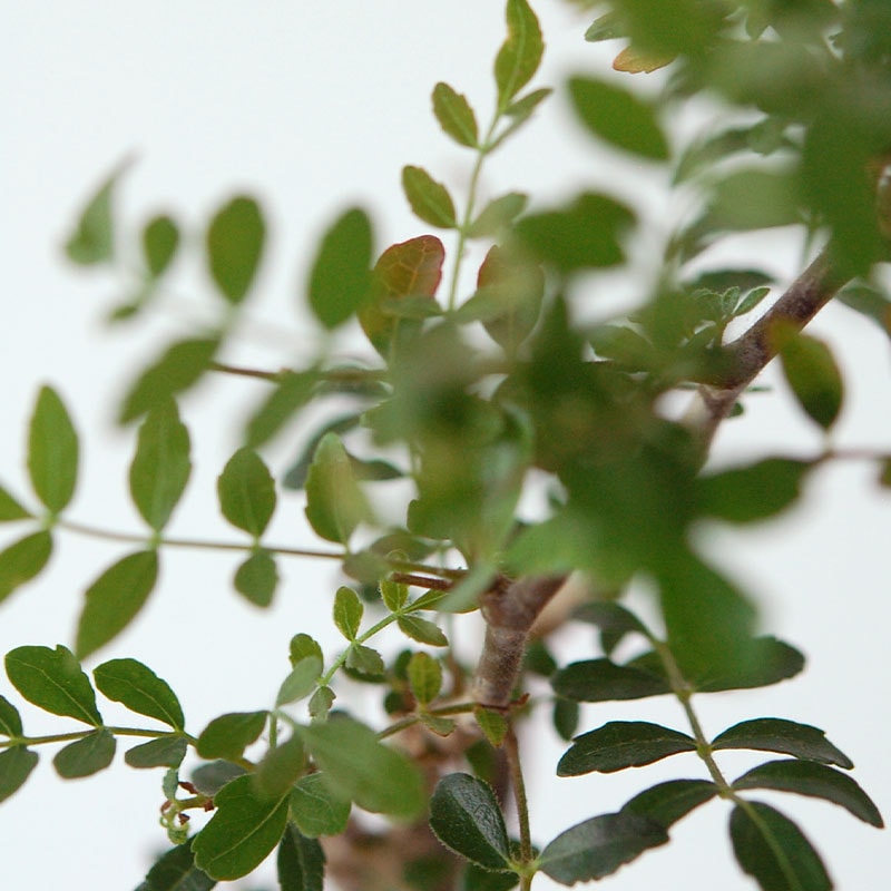 Commiphora x antique イギリスジャー
