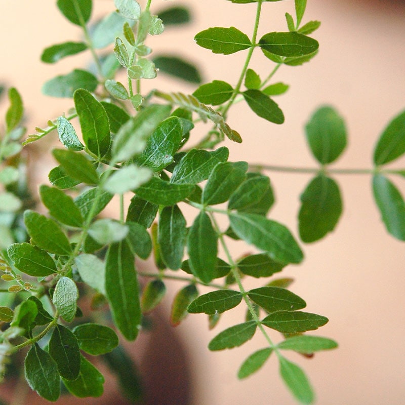 Commiphora x antique イギリスジャー