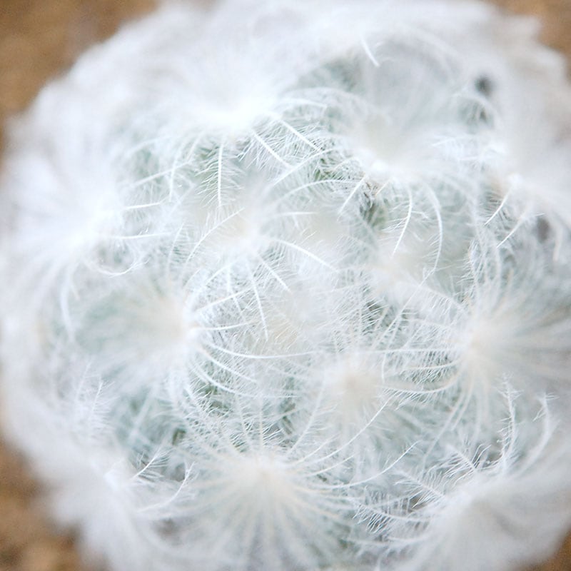 白星 / Mammillaria | 多肉植物の専門店 solxsol（ソルバイソル）