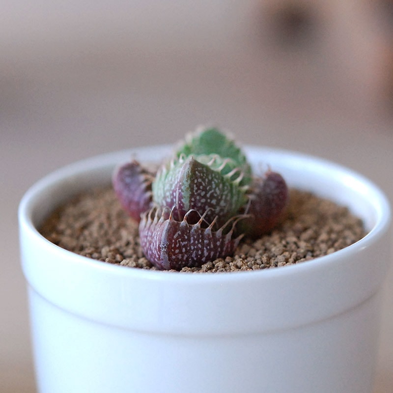 四海波 / Faucaria