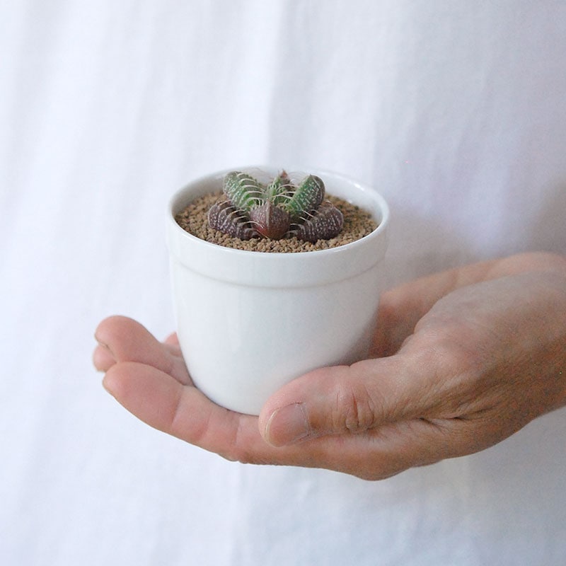 四海波 / Faucaria