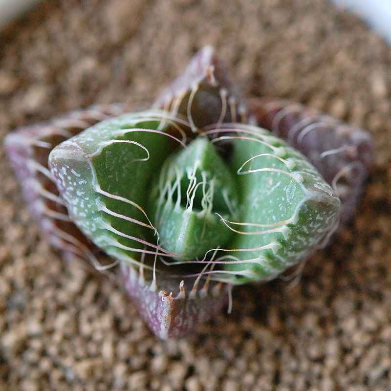 四海波 / Faucaria