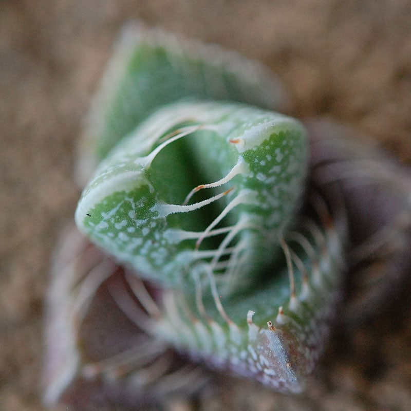 四海波 / Faucaria