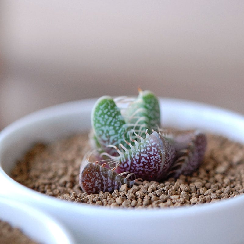 四海波 / Faucaria