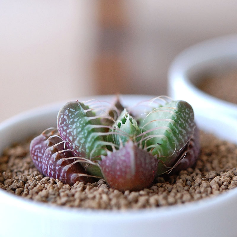 四海波 / Faucaria