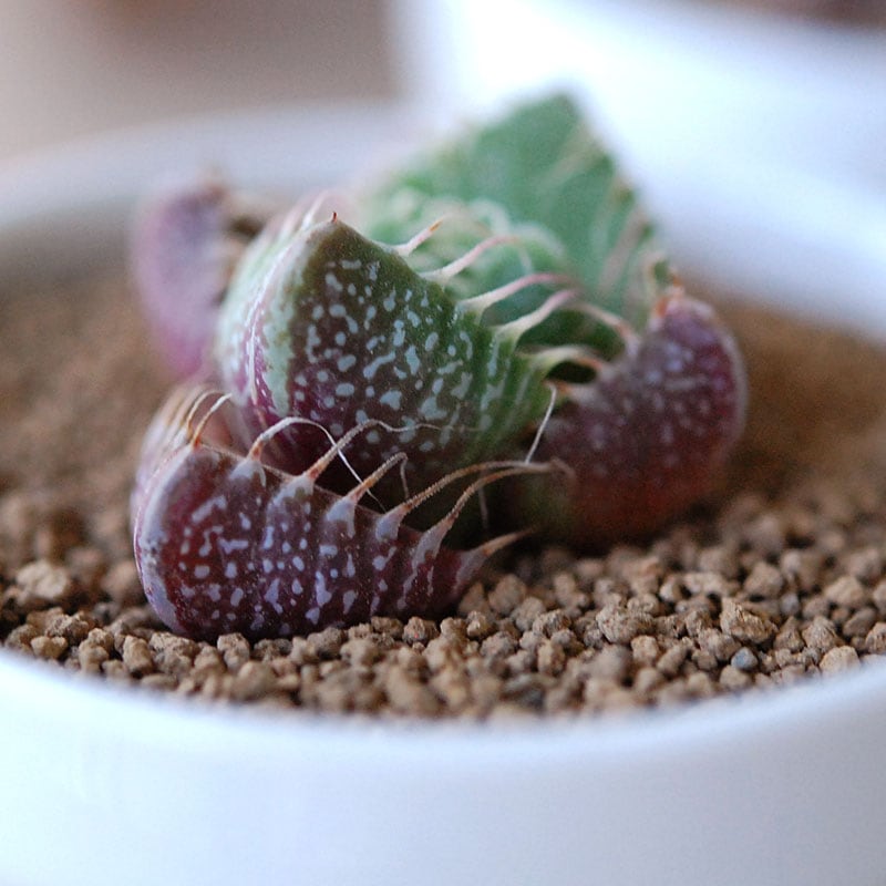 四海波 / Faucaria