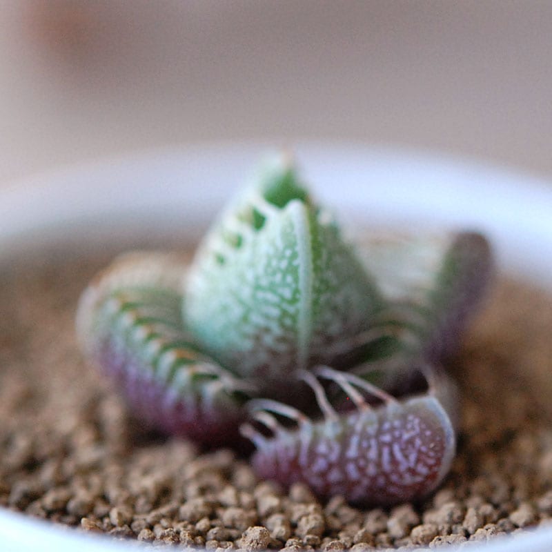 四海波 / Faucaria