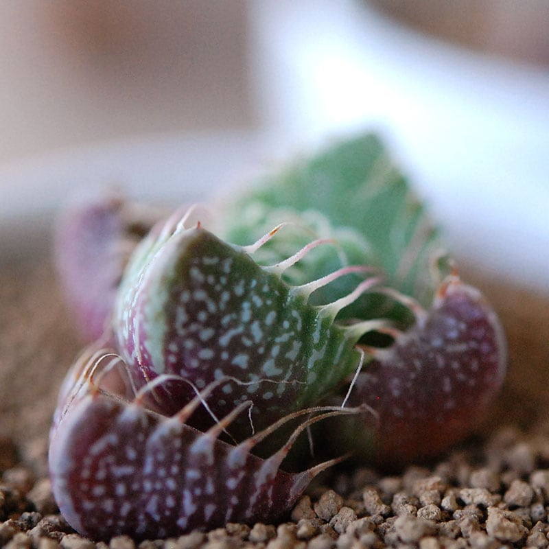 四海波 / Faucaria