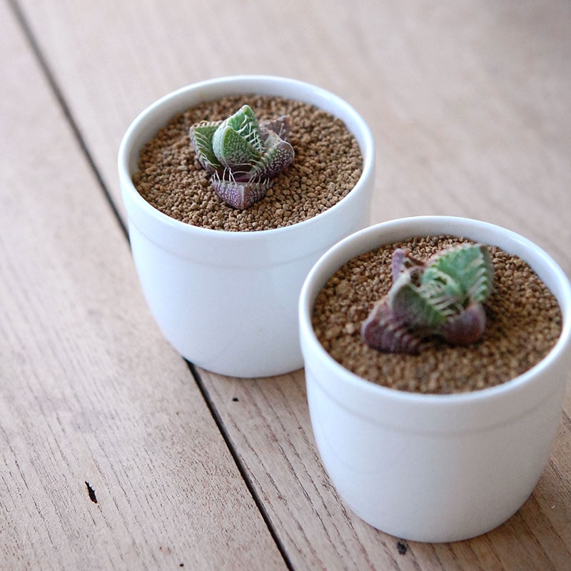 四海波 / Faucaria