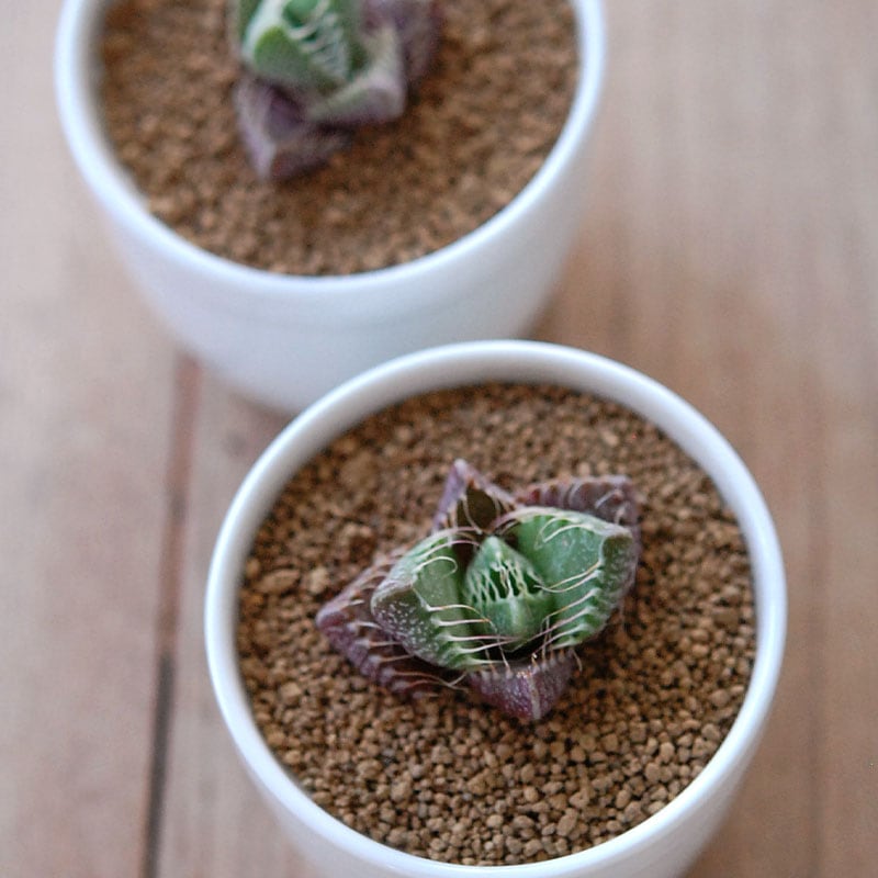 四海波 / Faucaria