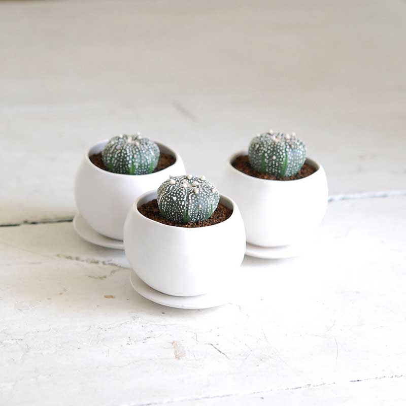 兜 x コロンポット