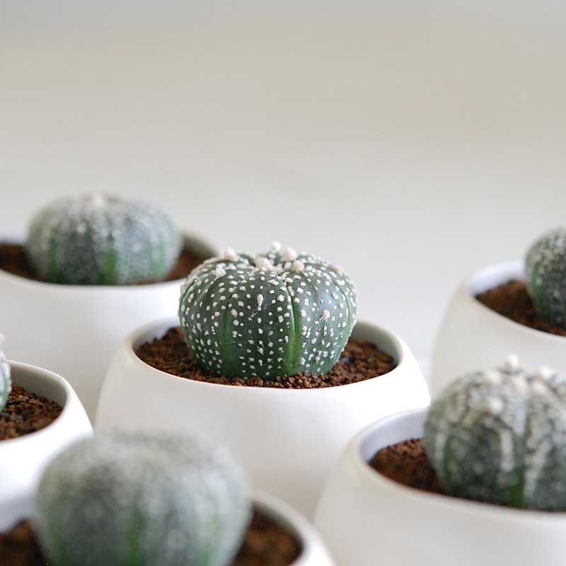 兜 x コロンポット