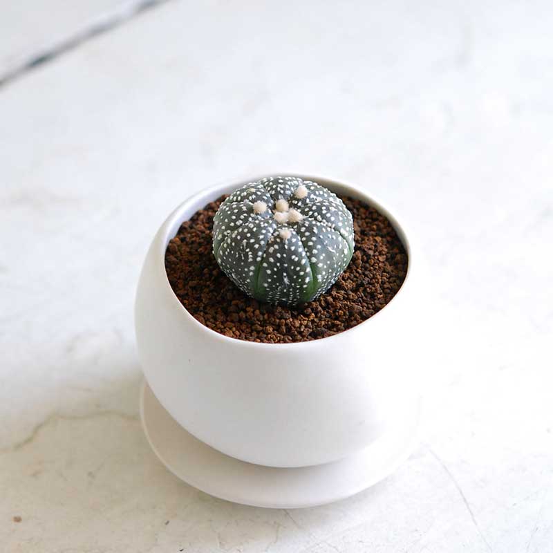 兜 x コロンポット