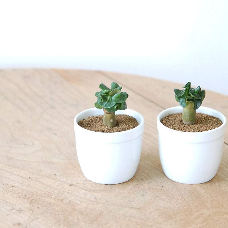 獅子葉アラビカム / Adenium