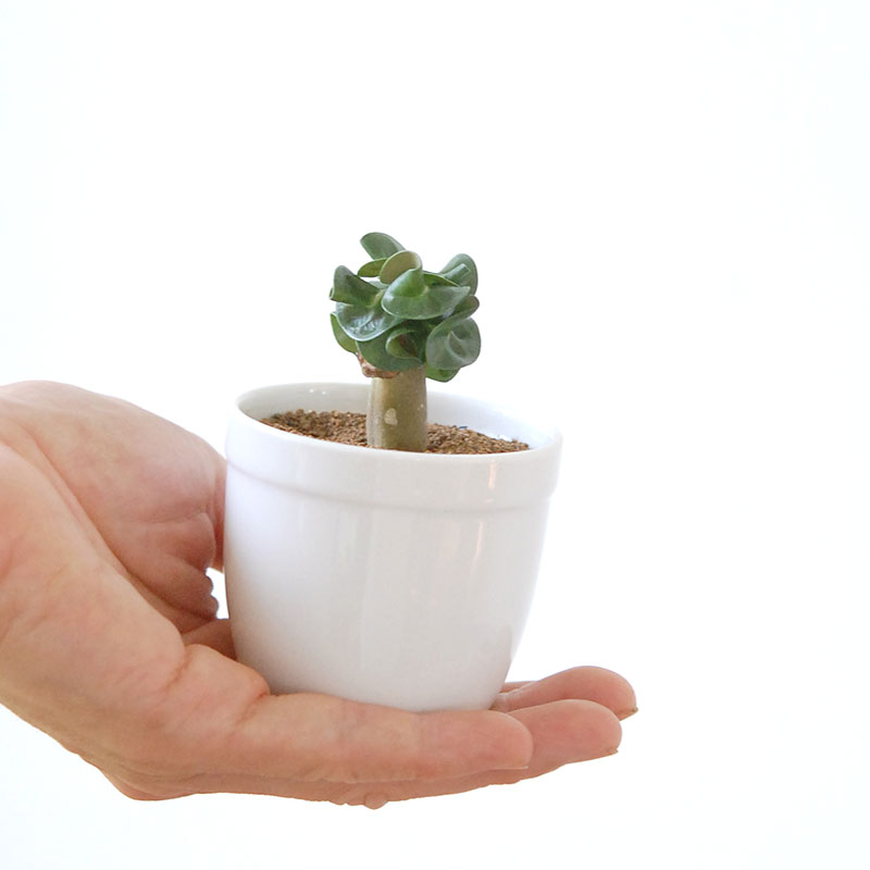 獅子葉アラビカム / Adenium