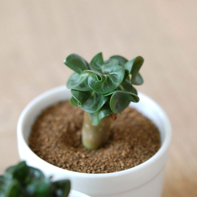 獅子葉アラビカム / Adenium