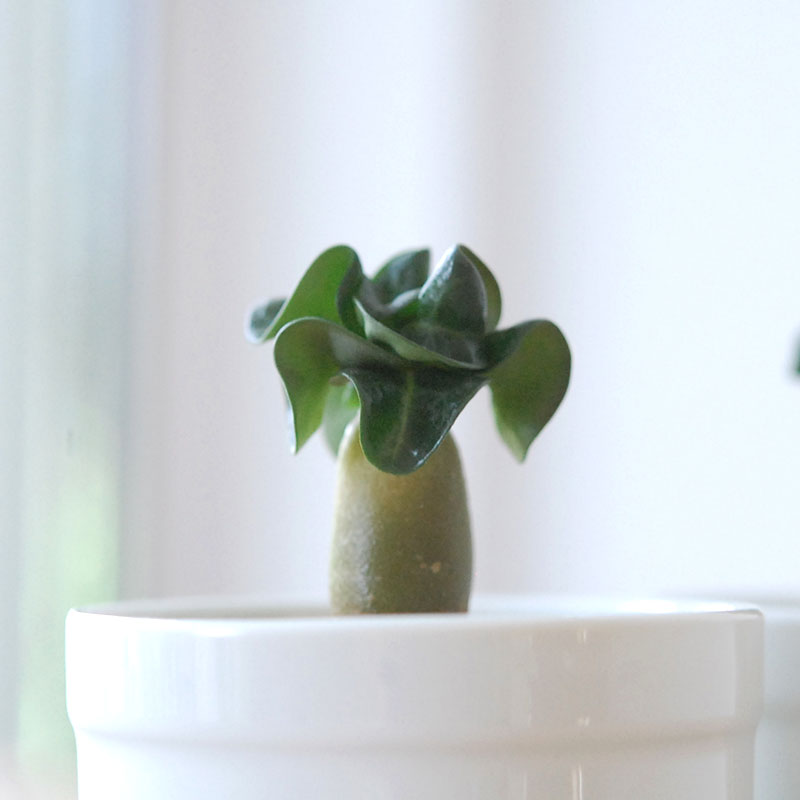 獅子葉アラビカム / Adenium