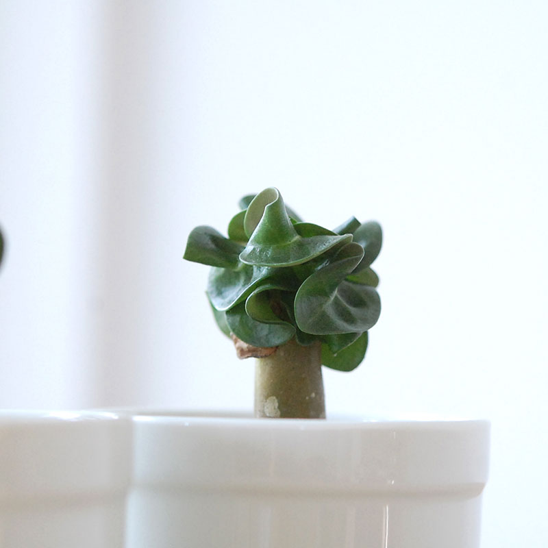 獅子葉アラビカム / Adenium