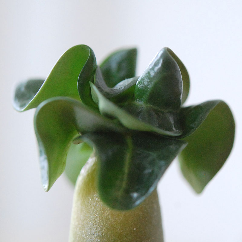 獅子葉アラビカム / Adenium