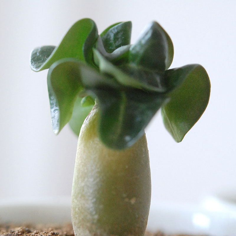 獅子葉アラビカム / Adenium