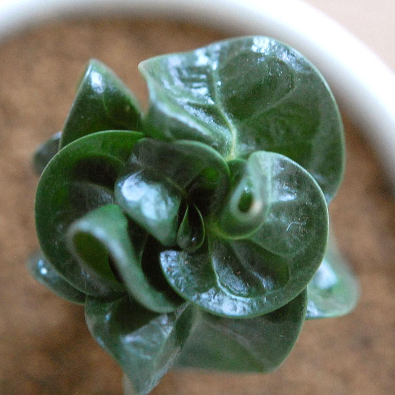 獅子葉アラビカム / Adenium