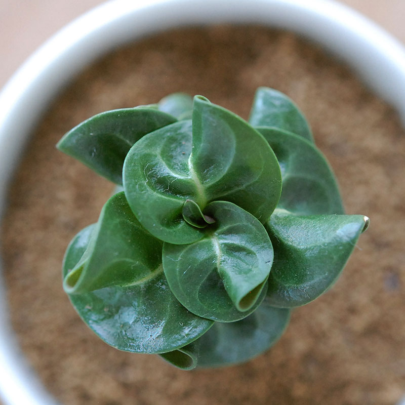 獅子葉アラビカム / Adenium