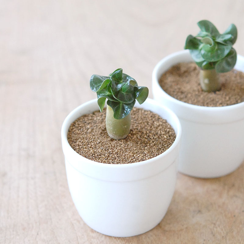 獅子葉アラビカム / Adenium