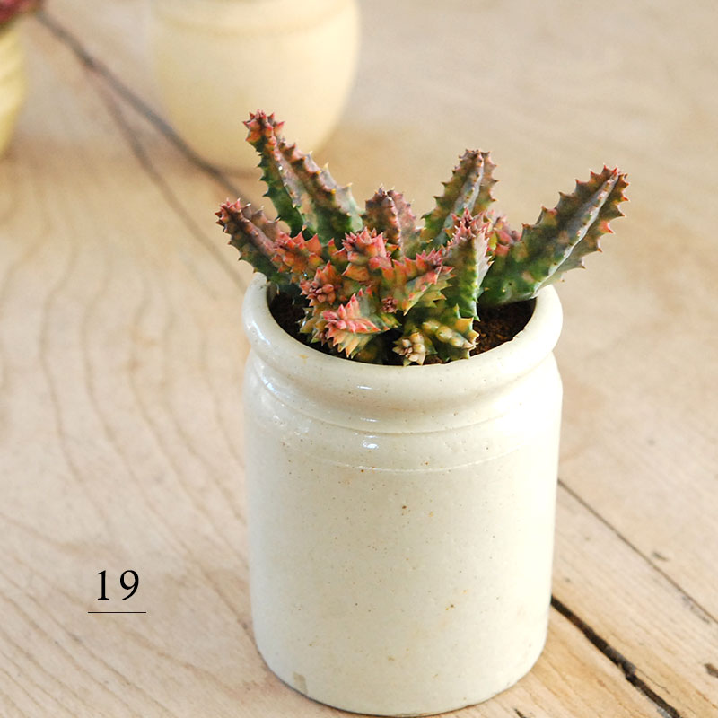 お取り置き専用　多肉植物　❁︎シュビル錦　未発根 多肉植物】 『サブセシリス錦』 エケベリア属 斑入り いとう