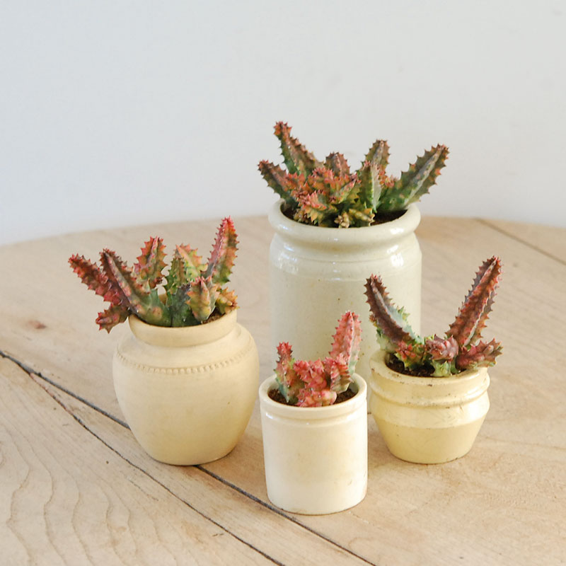 専用　ペンタンドラム錦覆輪　珊瑚錦　サファイア錦　青竜錦他　輸入苗　多肉植物 2025年最新】ペンタドラム錦の人気アイテム - メルカリ